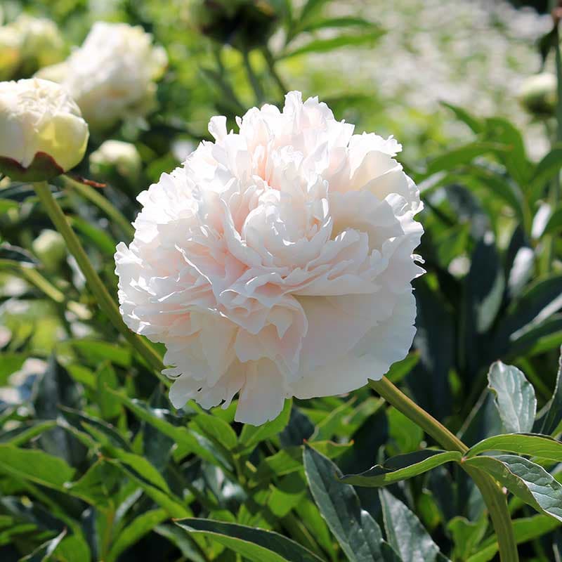Luktpion Solange, rosa jun–jul 80–90 cm sol/hsk fylld romantisk 1 st rot I
