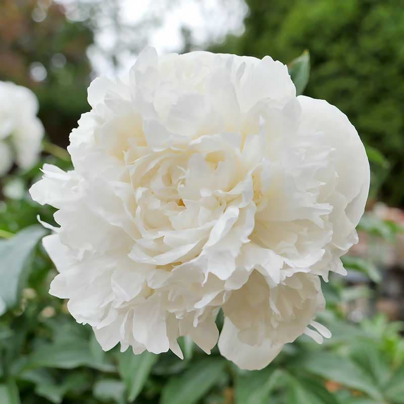 Luktpion Duchesse de Nemours, vit jun–jul 80 cm sol kalkrik jord 1 st rot