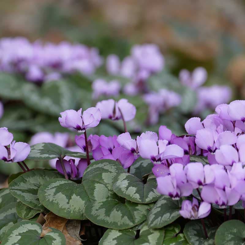 Dvärgcyklamen 2 knölar ljuslila 10 cm mars april halvskugga skugga Cyclamen coum 14/16