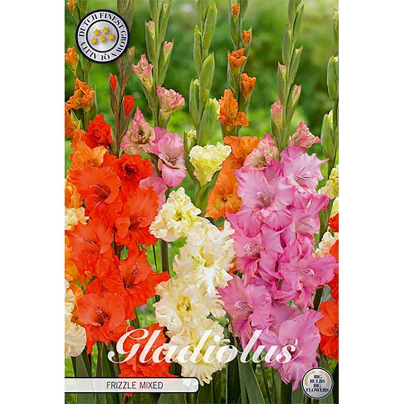 Gladiolus 'Frizzle Mixed' 10 lökar mix färger höjd ca 110 cm juli–aug sol/halvskugga