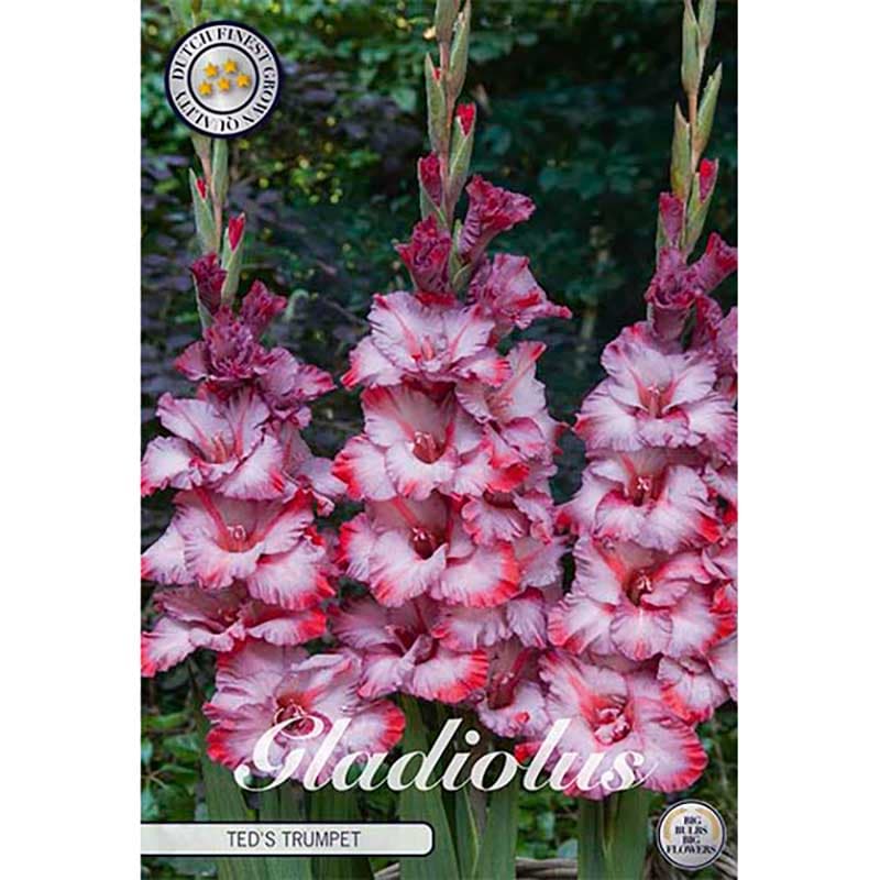 Gladiolus 'Ted's Trumpet' 10 lökar rödrosa vågig höjd 100 cm juli–aug sol/halvskugga