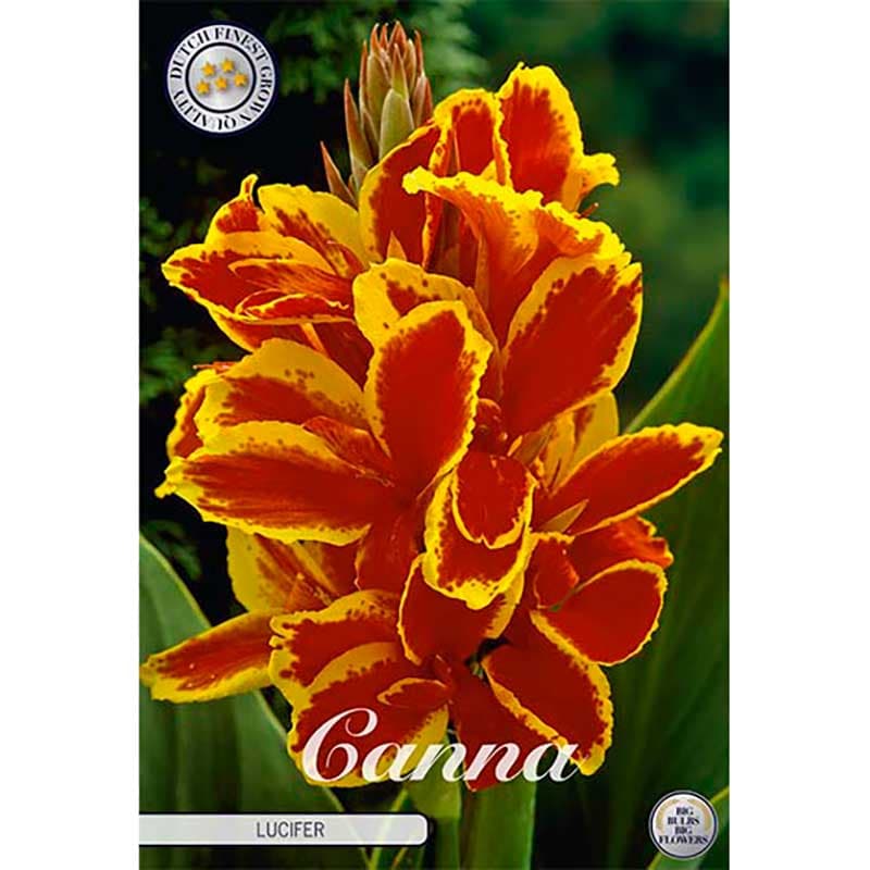 Kanna 'Lucifer' 1 knöl röd gul kanna höjd 80–100 cm juli–okt soligt läge