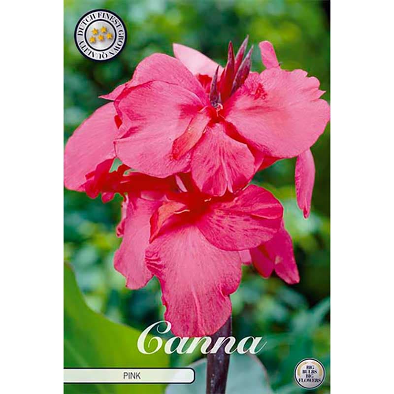 Kanna rosa 1 knöl rosa kanna med frodigt bladverk blommar juli–okt i sol