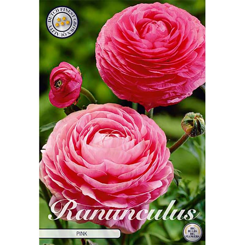 Bukettranunkel 'Rose' 10 knölar rosa 25 cm juli sep sol halvskugga Ranunculus asiaticus 6/7