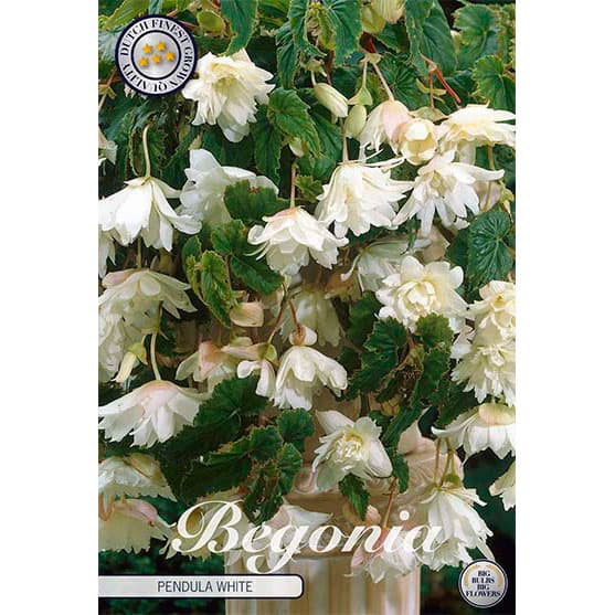 Lökar & knölar - Begonia