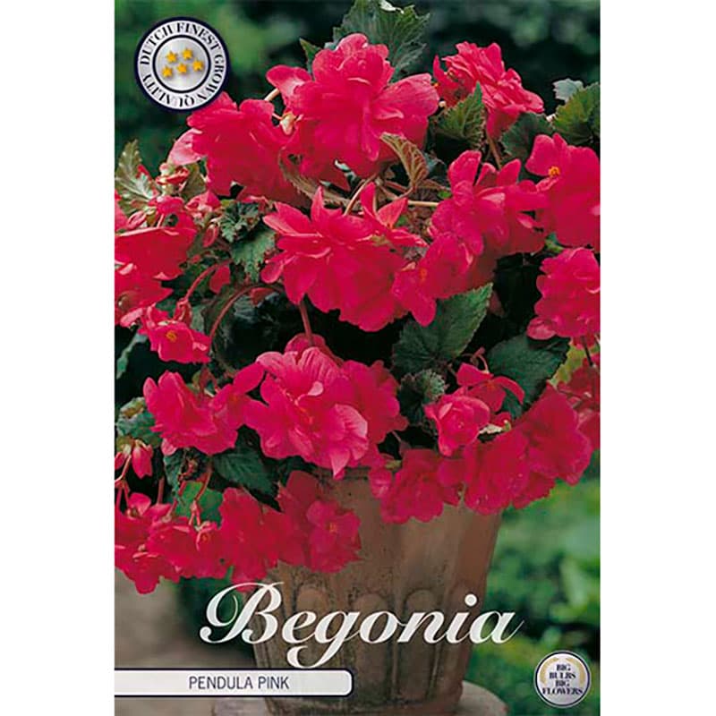 Hängbegonia 'Pink' 3 knölar rosa häng sort höjd 30 cm juli–okt halvskugga