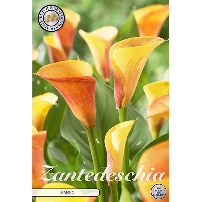Prickkalla 'Mango', varm orange blommor, flerårig knölväxt, snittblomma, 45 cm, 1 lök