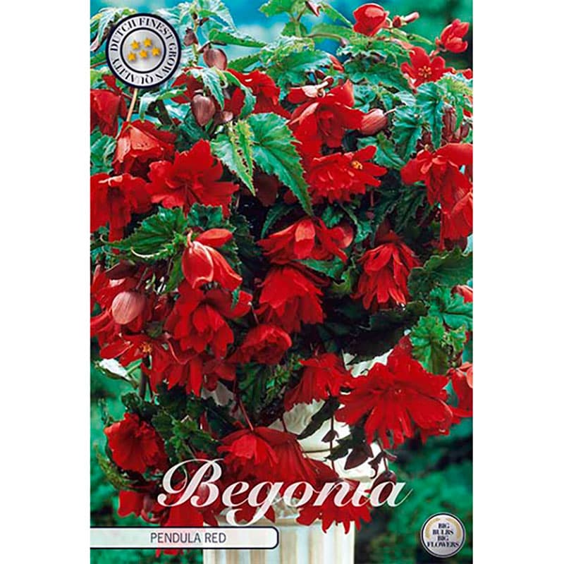 Hängbegonia 'Red' 3 knölar röd häng sort höjd 30 cm juni–okt halvskugga