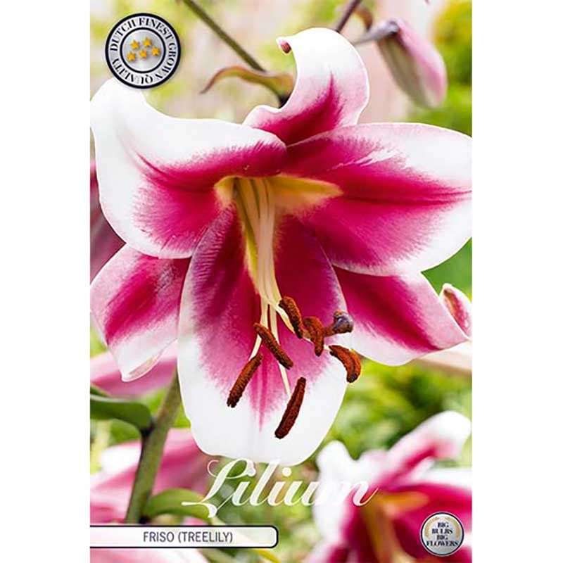 Orientkejsarlilja 'Friso' 2 lökar rosa vit oriental höjd upp till 150 cm juli–aug sol/halvskugga