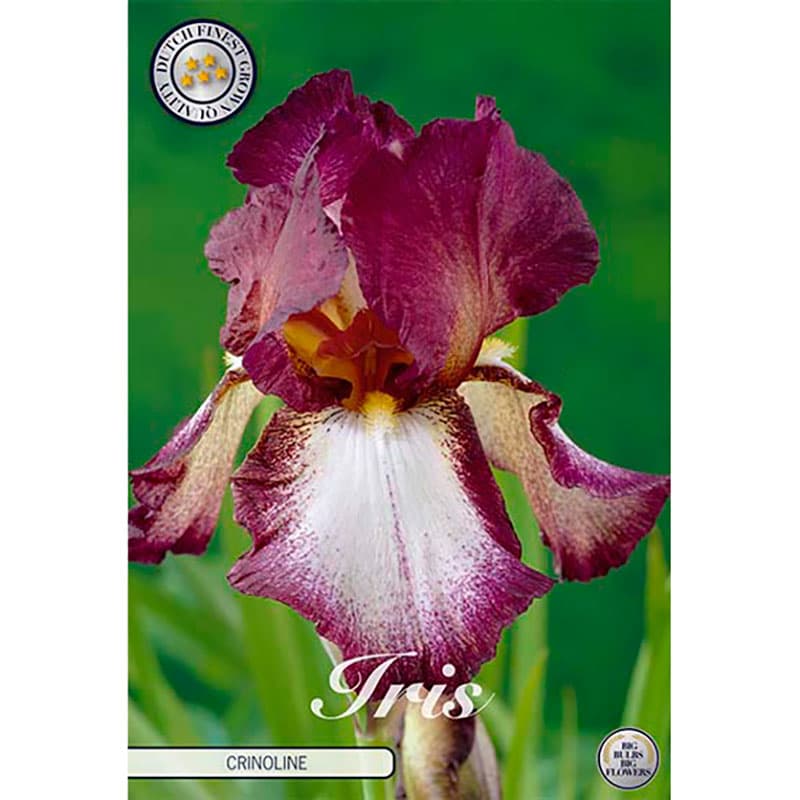 Skäggiris 'Crinoline' 1 knöl rödlila 90 cm juni sol halvskugga stora blommor I