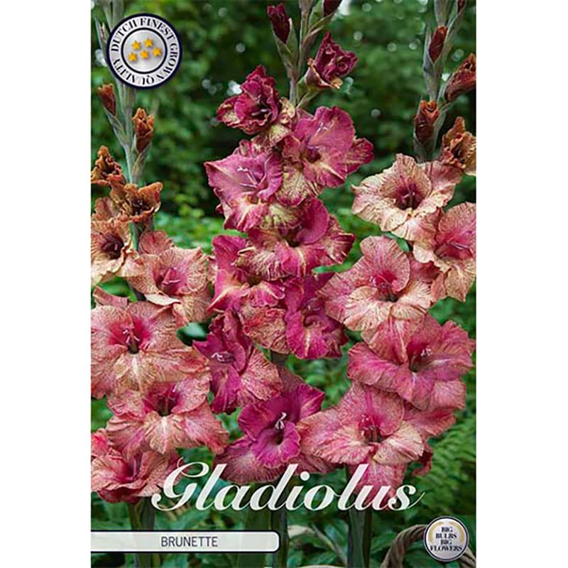 Gladiolus 'Brunette' 10 lökar röd gul mix höjd 110 cm juli–aug sol/halvskugga