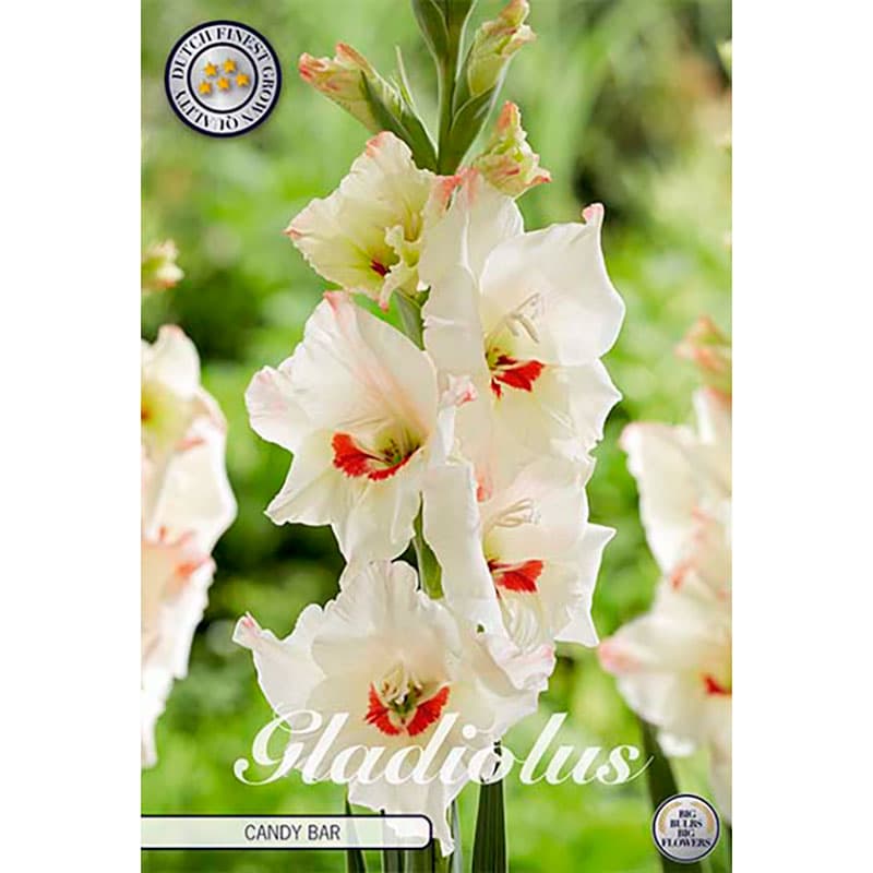 Gladiolus 'Candy Bar' 10 lökar vit rosa röd markör höjd 110 cm juli–aug sol/halvskugga
