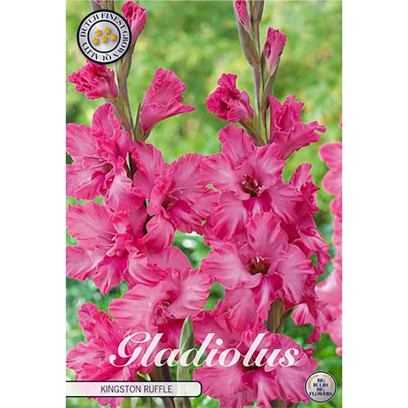 Gladiolus 'Kingston Ruffle' 10 lökar rosa veckad höjd 100 cm juli–aug sol/halvskugga