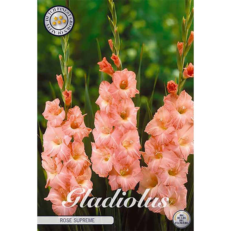 Gladiolus 'Rose Supreme' 10 lökar laxrosa vit höjd 110 cm juli–aug sol/halvskugga