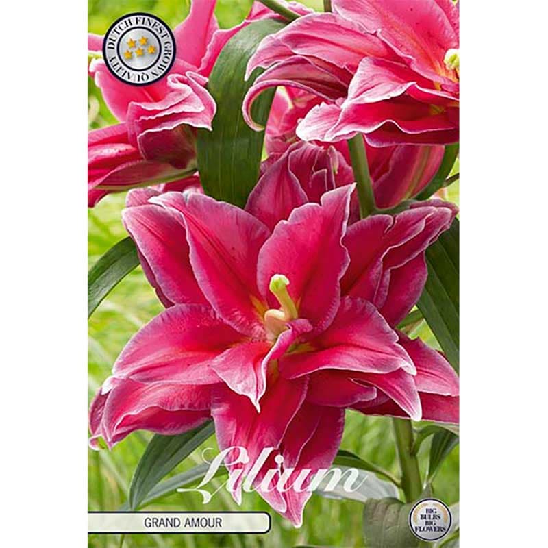 Orientkejsarlilja 'Grand Amour' 2 lökar rosaröd vit oriental höjd 100–120 cm juli–aug sol/halvskugga