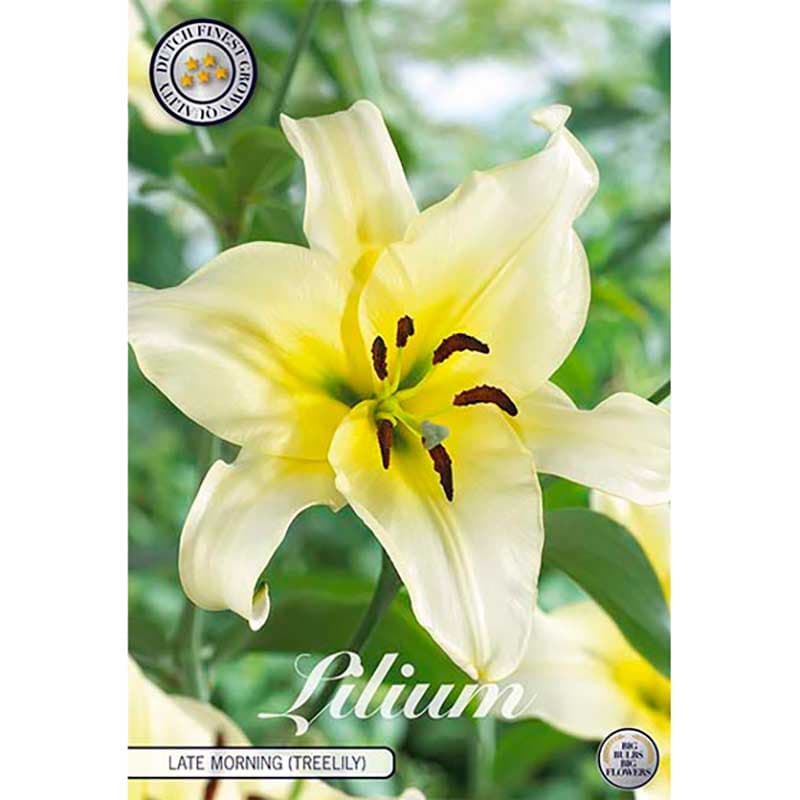 Orientkejsarlilja 'Late Morning' 2 lökar krämvit gul oriental höjd 90–120 cm juli–aug sol/halvskugga