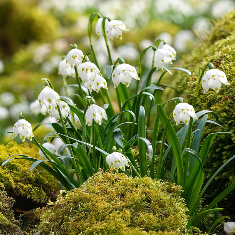 Snöklocka 5 lökar vit 30 cm april maj sol halvskugga Leucojum vernum lökväxt I