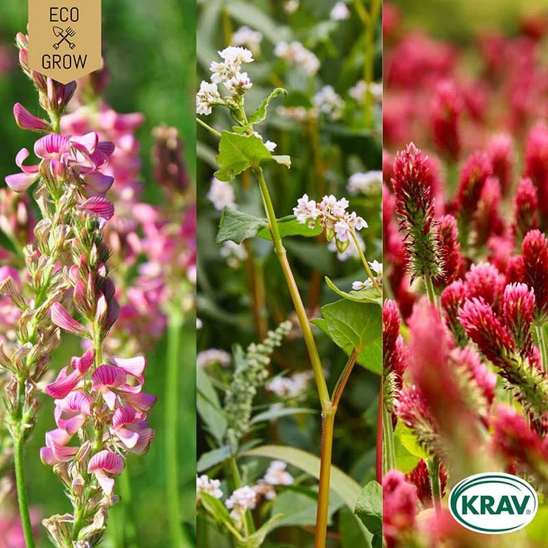 Gröngödsling 'Aftercrop Mixture', ekologisk, blodklöver, bovete, esparsett, 10 m².