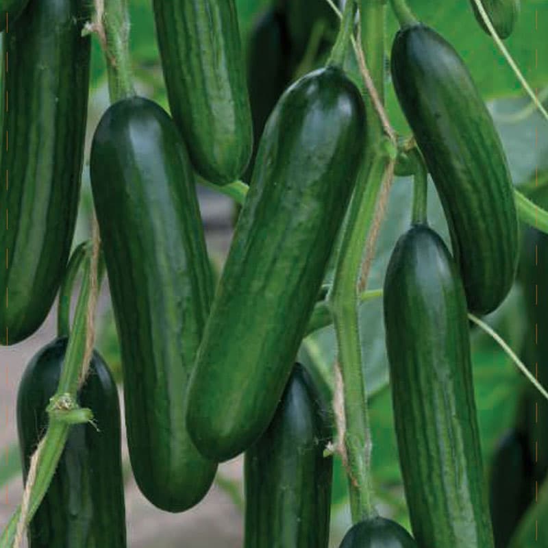 Gurka 'Formule', grön, 16-24 cm lång, ca 350 g, honblommor, sol, lättodlad, 10-15 frön.