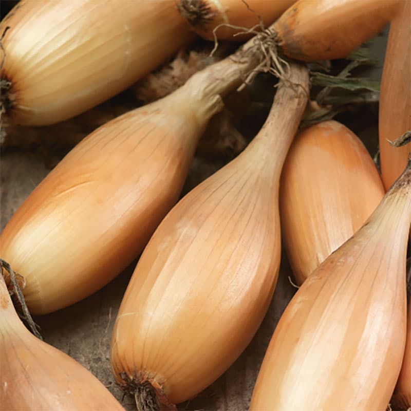 Lök 'Tosca', vit, avlång, mild smak, vikt 160-165 gram, ettårig, soligt läge.