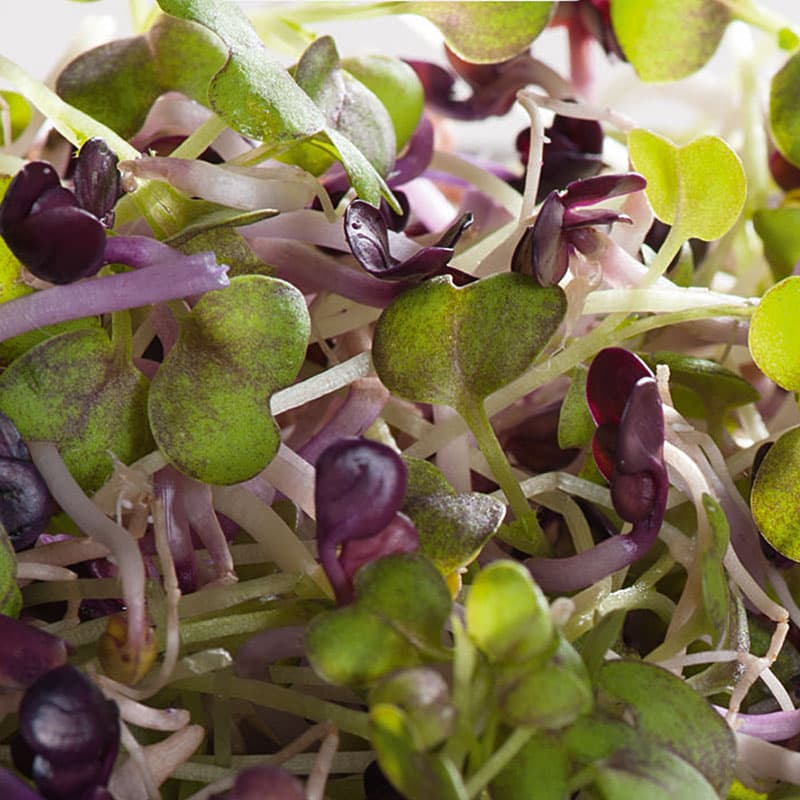 Micro Greens, mikroblad mix, snabbväxande, 5 gram frön, skördeklara på 8-18 dagar.