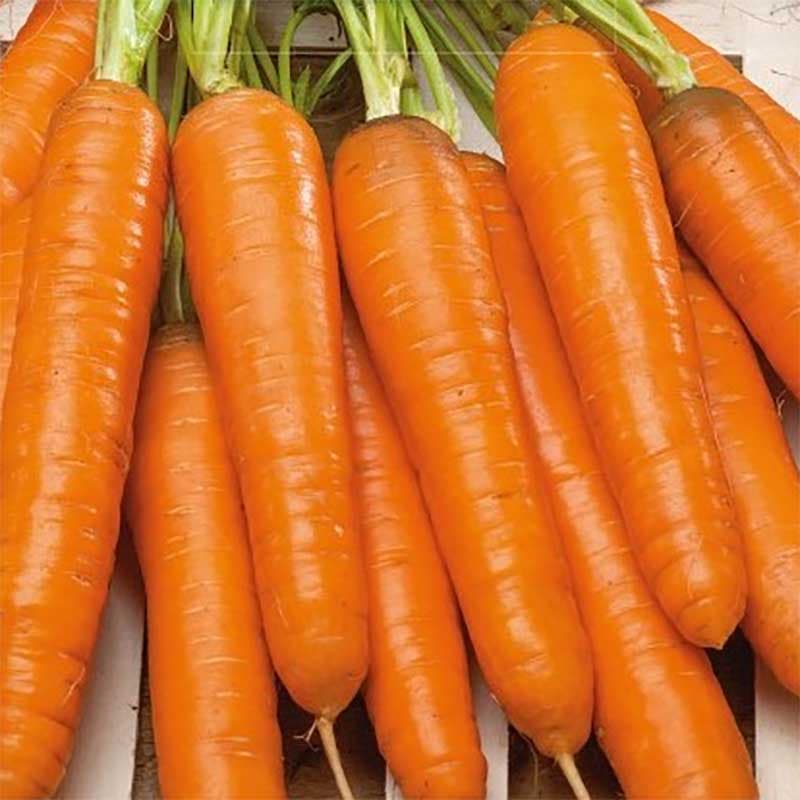 Morot 'Judita' F1, orange, 18-22 cm, högavkastande, 2 g, ~800-1000 frön, friland, solig plats.