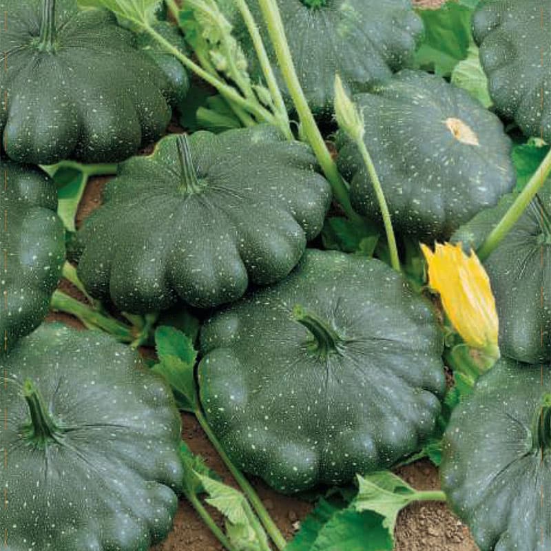 Tefatspumpa 'Greendisc', mörkgröna frukter, 5-10 cm, soligt läge, näringsrik jord.