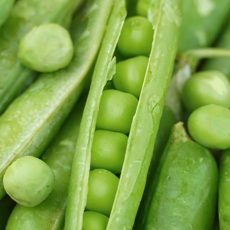 Märgärt 'Talbot', grön, högavkastande, resistent mot sjukdomar, 10 g, ca 30-60 frön.