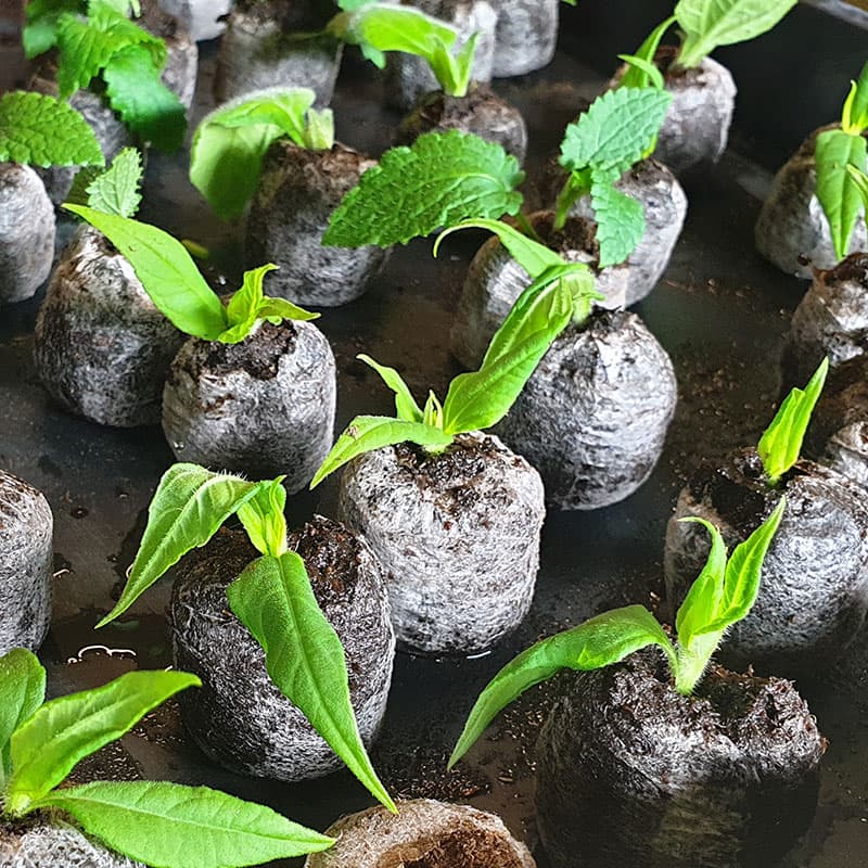 Torvbriketter 41 mm, för rotning av sticklingar och fröer, 10-pack, diameter 41 mm, höjd 8 mm.