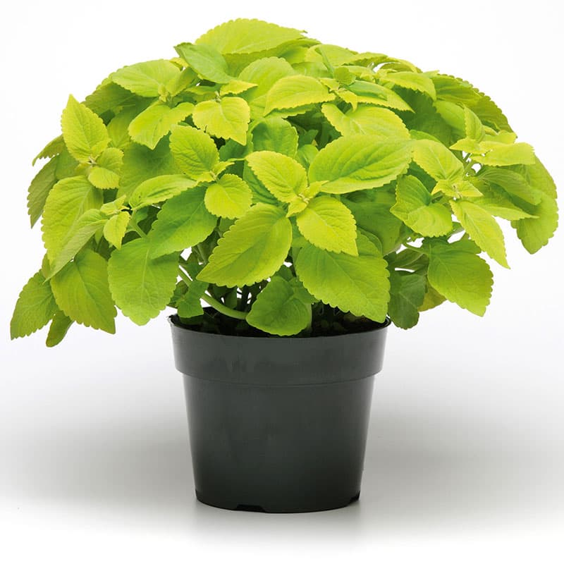 Palettblad 'Solento Lime', limegrön, lågväxt, buskig, ca 35 cm hög, sol- och värmetålig.