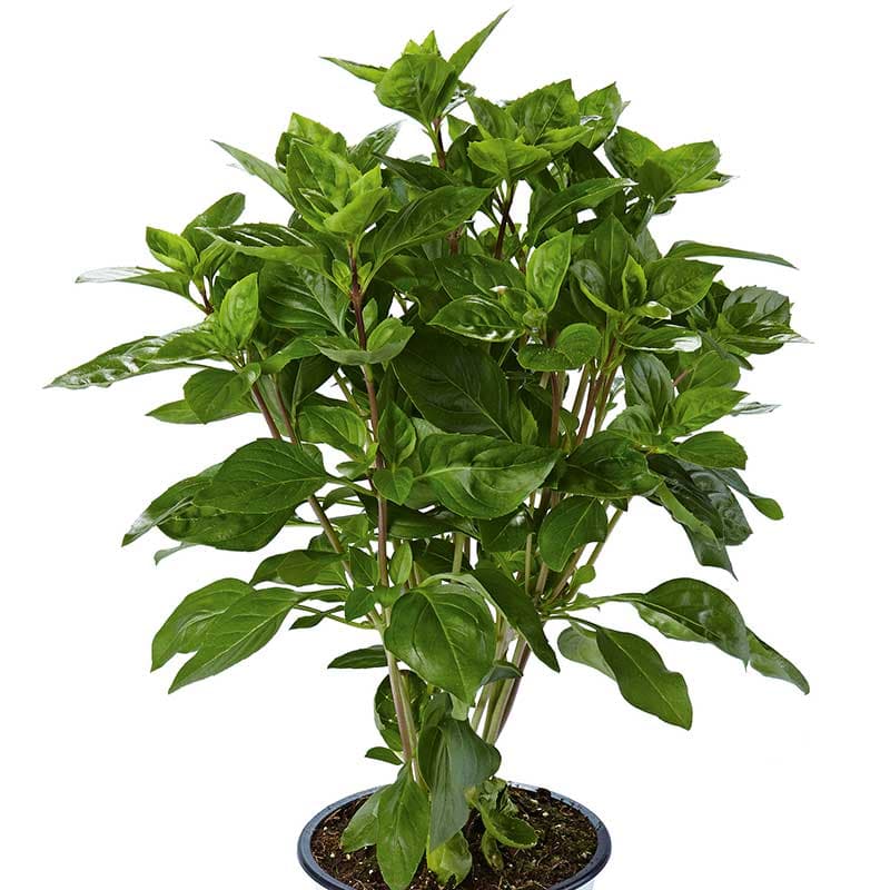 Basilika 'Tauris®', ekologisk 3-pack, pluggplanta, Krimbasilika, grön, röda stjälkar, robust