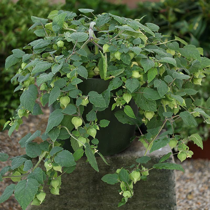 Kapkrusbär 'Little Lanterns', orange frukter, 40 cm hög, sol, lättodlad, balkong, 10 frön.