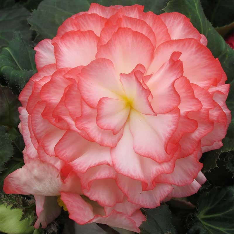 Knölbegonia 'Nonstop Rose Petticoat F1', rosliknande, halvskugga, 10 frön, blomning juni-okt.