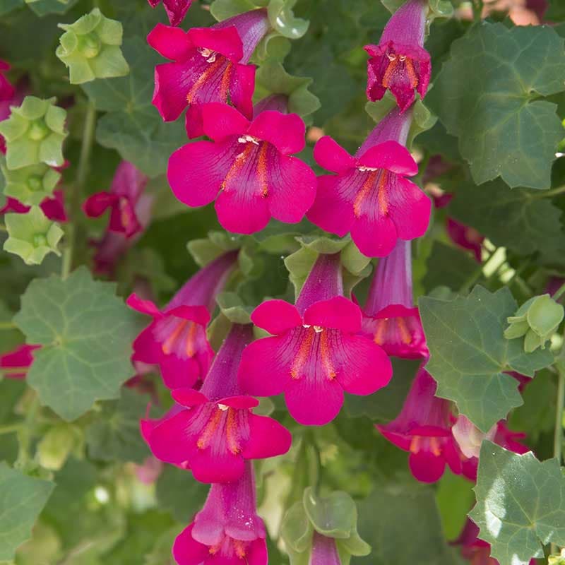Lejongapsranka 'Lofos Compact Pink' 3-pack, rosa, ampel, klätterväxt, sommarblomma, sol/halvskugga.