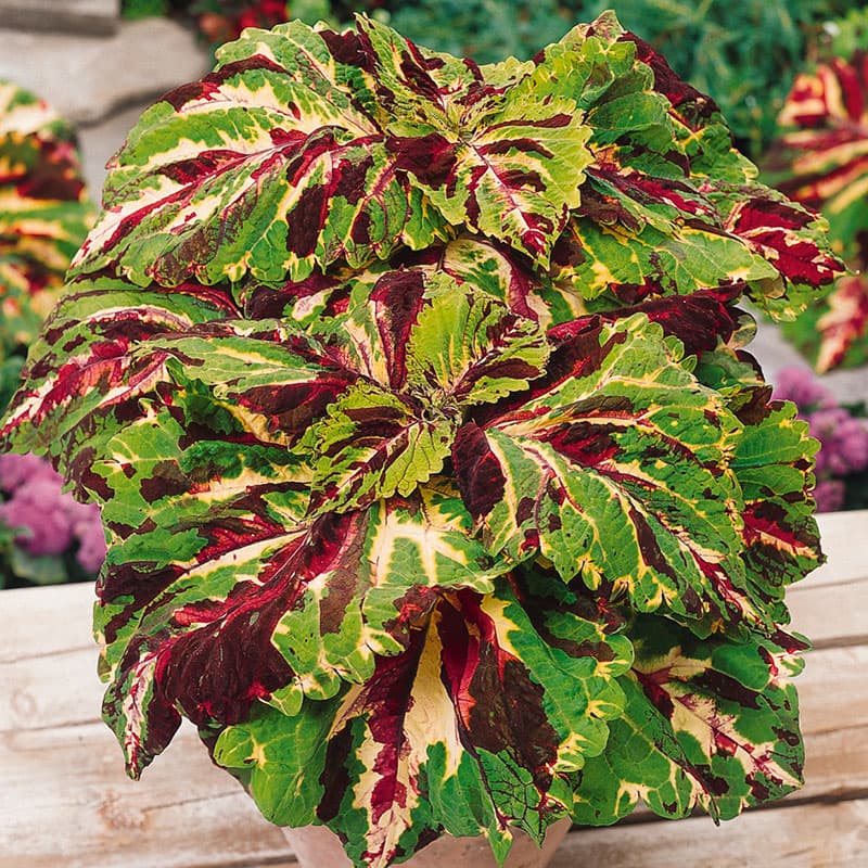 Palettblad 'Kong Mosaic', stora mosaikmönstrade blad i rött, grönt och krämvitt, 7 st frön.