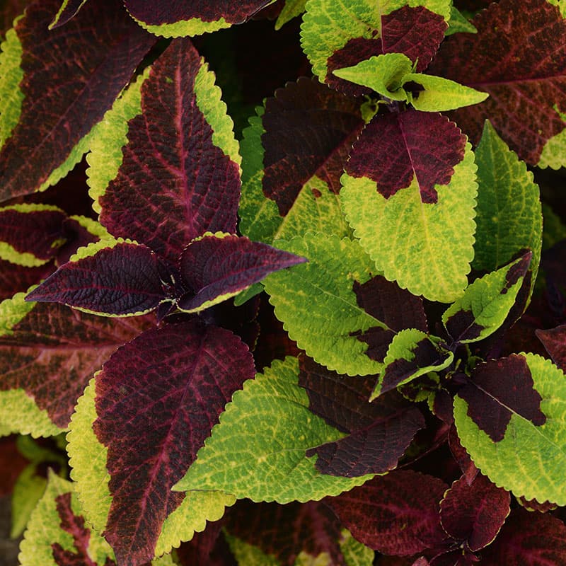 Palettblad 'Burgundy Lime', vinröd och limegrön, 35 cm hög, välförgrenad, sol- och värmetålig.