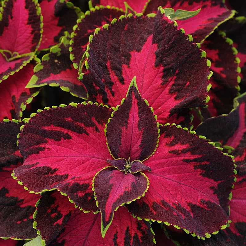 Palettblad 'Solento Dark Cherry', intensiv rosa med mörkt körsbärsröd kant, 35 cm hög, välförgrenad.