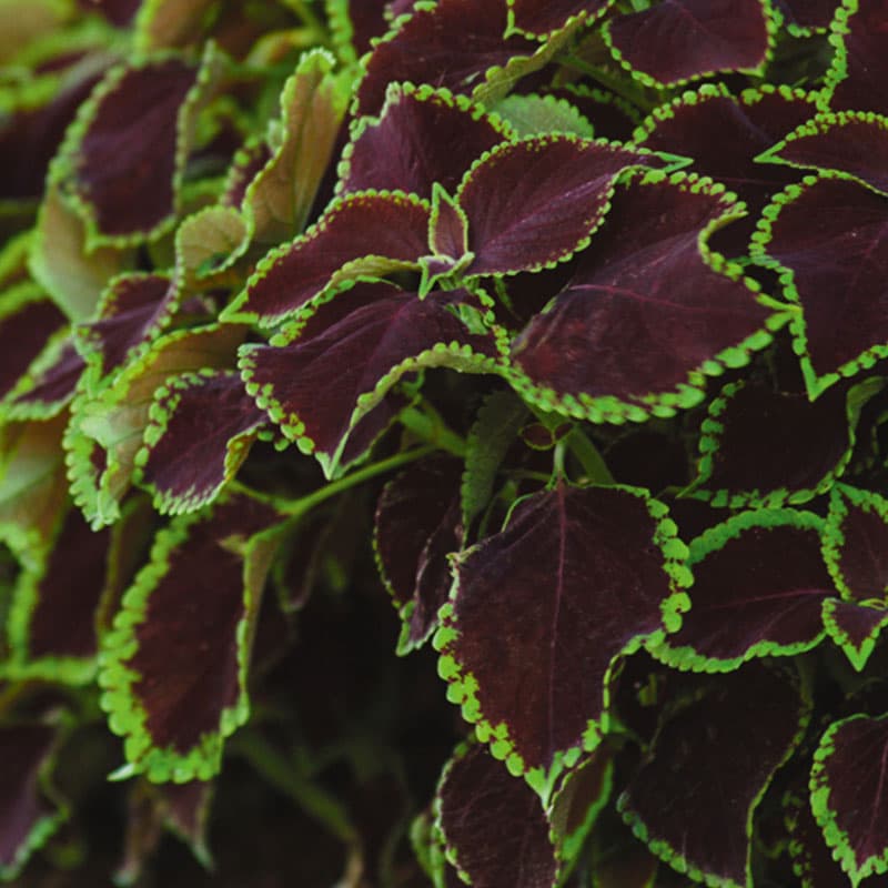 Palettblad 'Solento Mint', mörkbruna till svarta blad, ljusgrön ytterkant, ca 35 cm hög.