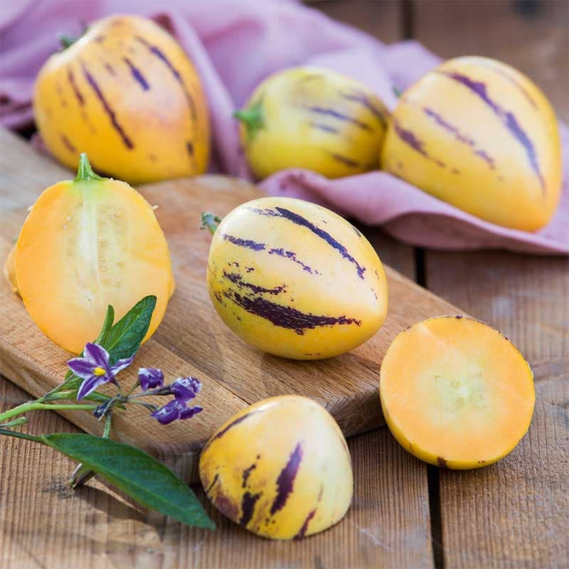 Pepino Copa 3-pack, violetta melonsmakande frukter varm plats tomatlik odling