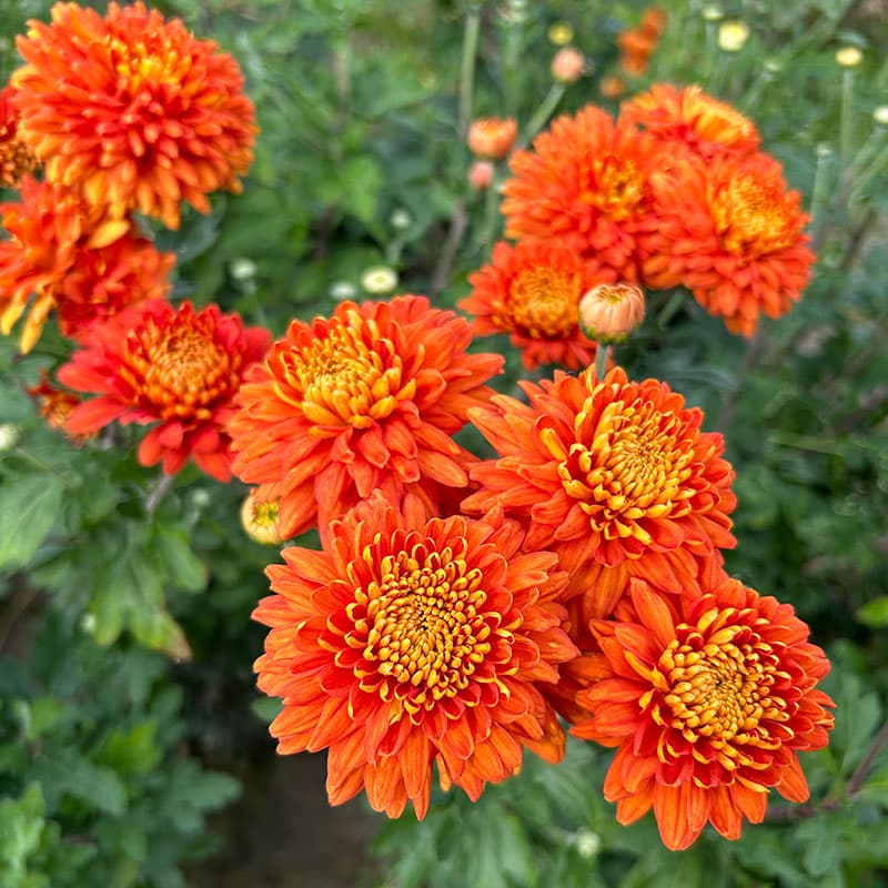 Krysantemum Pamela Bronze 3-pack, bronsfärgade blommor utmärkt för snitt. Övervintras svalt