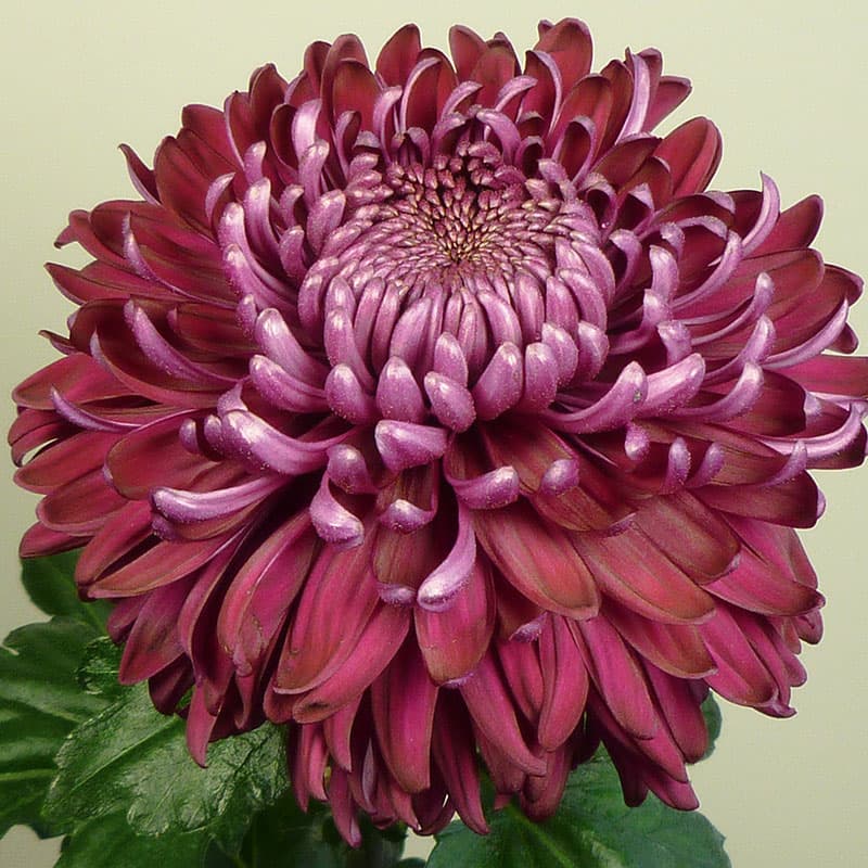 Krysantemum Regal Mist Purple 3-pack, stora lila blommor utmärkt för snitt. Övervintras svalt