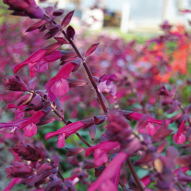 Salvia 'Love & Wishes', 3-pack – Purpurvioletta blommor, tålig växt, omtyckt av insekter och fjärilar, 80 cm.