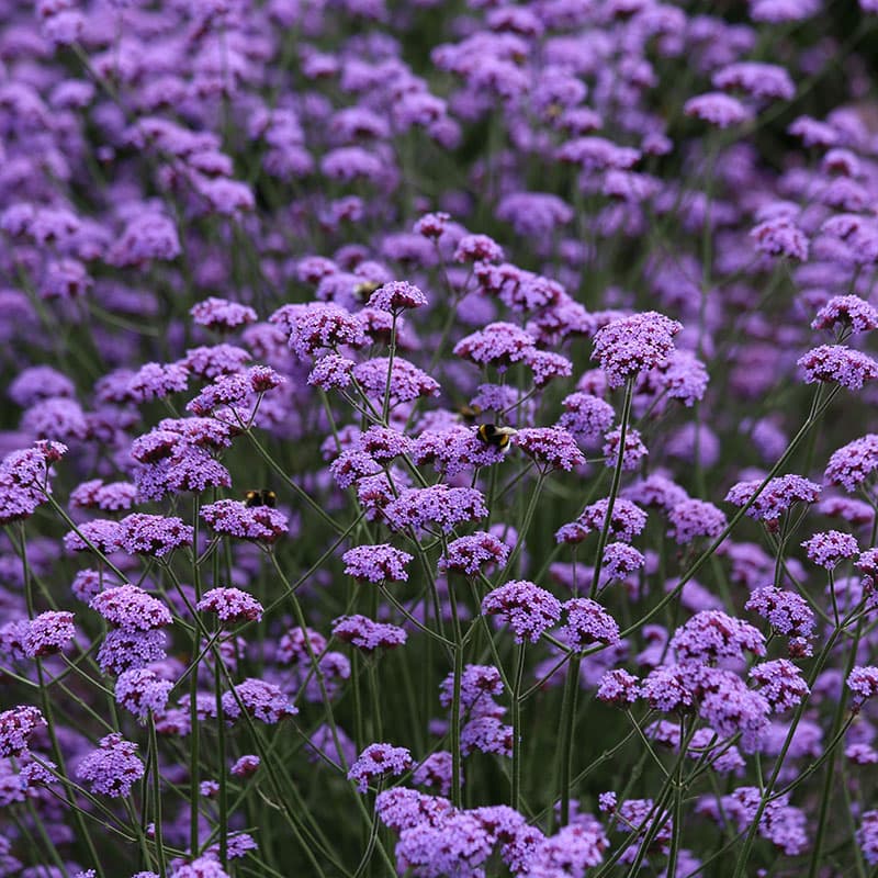 Jätteverbena Vanity 3-pack, lila blommor kompakt sort pollinatörvänlig kruka rabatt sol