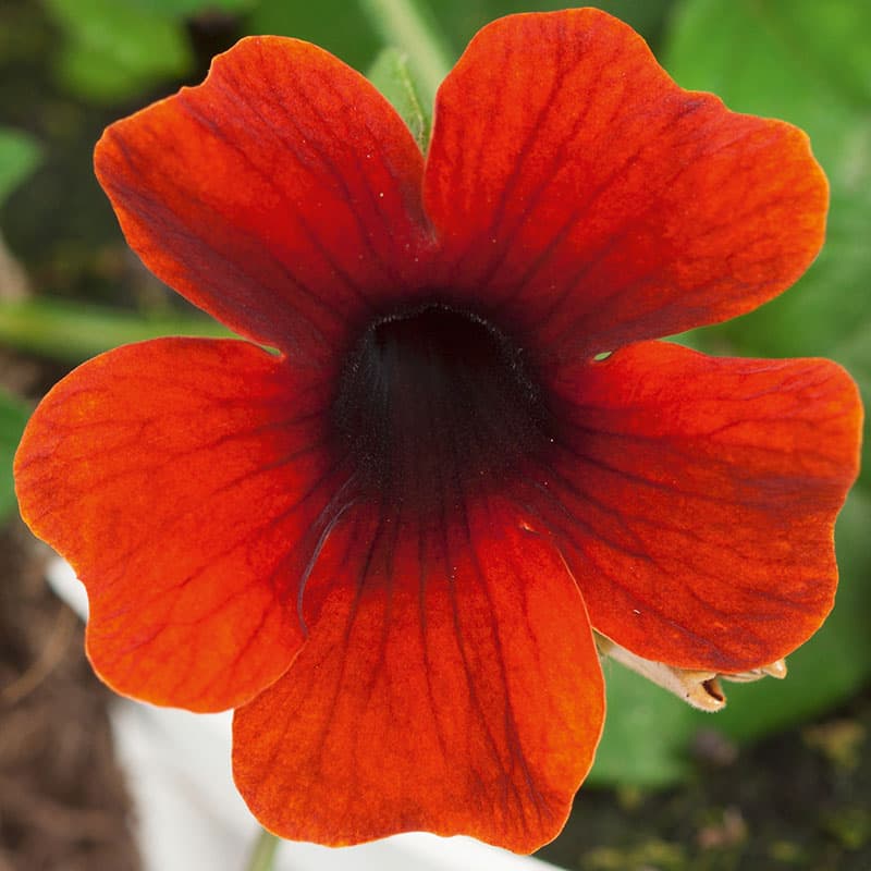 Svartöga Sunny Susy Brownie 3-pack, brunröda blommor klättrande frodig sol halvskugga lättskött