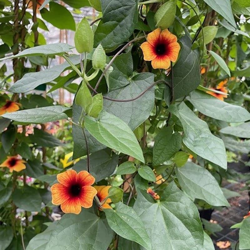 Svartöga Tiger Eye 3-pack, gyllene orange blommor svart öga klättrande frodig sol halvskugga