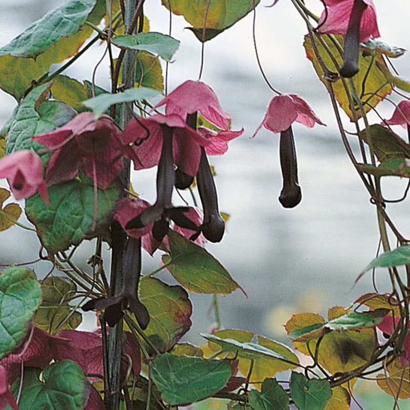 Törnrosas Kjortel 'Purple Bells', 3-pack – Praktfull klätterväxt med mörkröda blommor