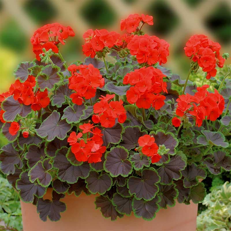 Zonalpelargon 'Nekita Scarlet' F1, scharlakansröd blomma, höjd ca 35 cm, knubbigt växtsätt, 10 frön.