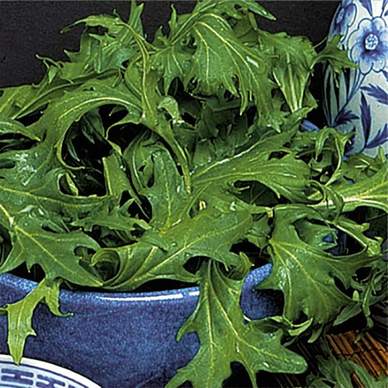 Åkerkål, djupt flikade blad, medelkryddig smak, soligt/halvsoligt läge, ca 750 frön.