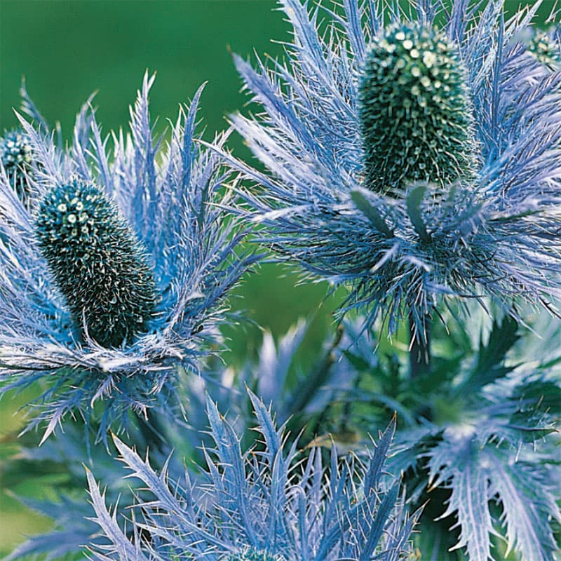Alpmartorn, Eryngium alpinum superbum, blå blommor, 60 cm, soligt läge, perenn, 50 frön.