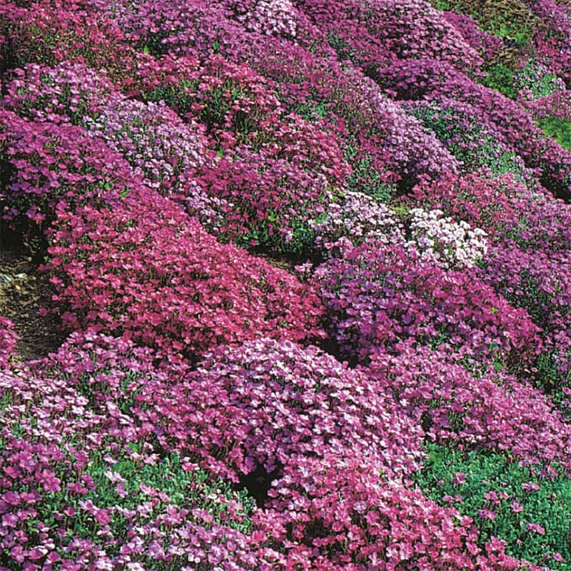 Aubrietia 'Cascade Mixed', kuddformiga plantor, höjd 15 cm, soligt läge, perenn, 200 frön.